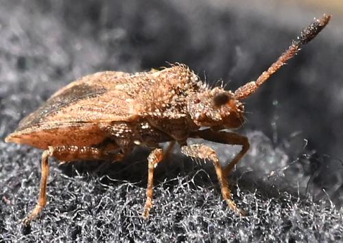Réf. 349 298 : Strobilotoma typhaecornis